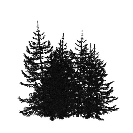 pineの写真素材