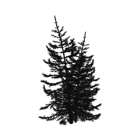 pineの写真素材