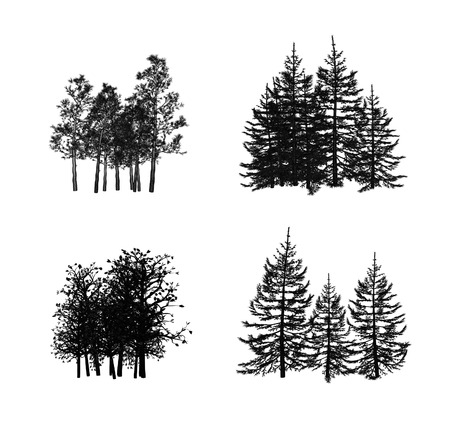 pineの写真素材