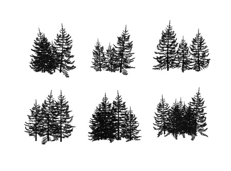 pineの写真素材