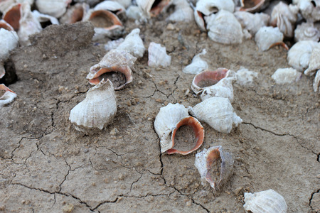 sea ??shell