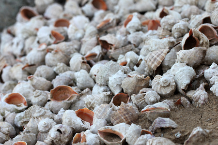 sea ??shellの写真素材