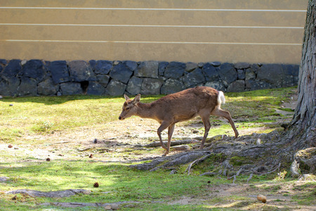 Wild animal, deer.の写真素材