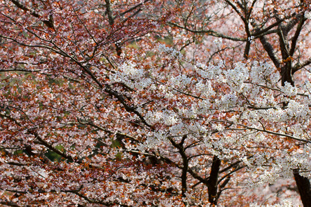 cherryの写真素材