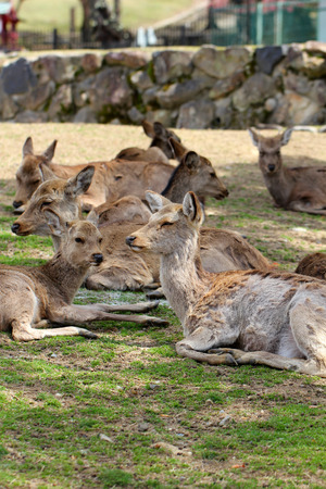 Wild animal, deer.の写真素材
