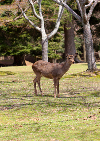 Wild animal, deer.の写真素材