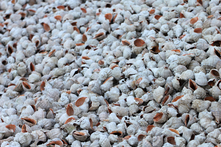 sea ??shellの写真素材