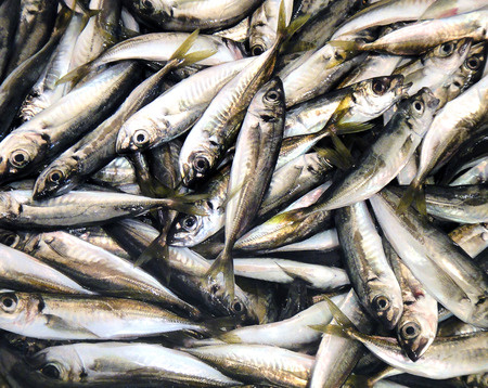 fish