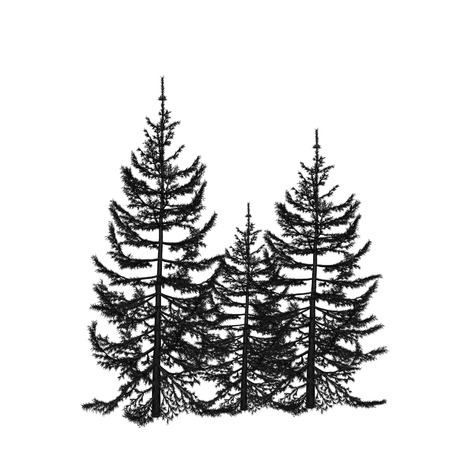 fir-treeの写真素材