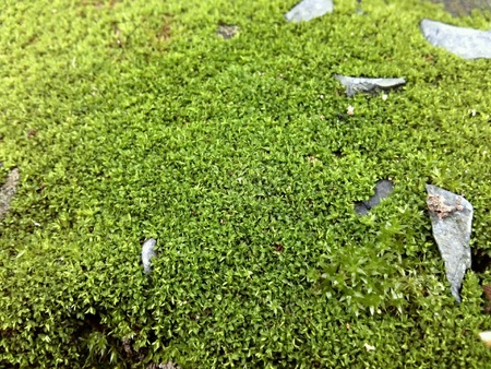 Green fresh moss on a stoneの素材