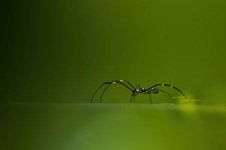 Spider Weaving its Web In Green Background
