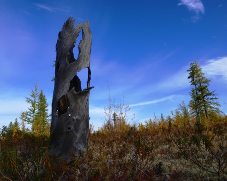 cold autumn sky in the tundra in Western Siberiaの写真素材