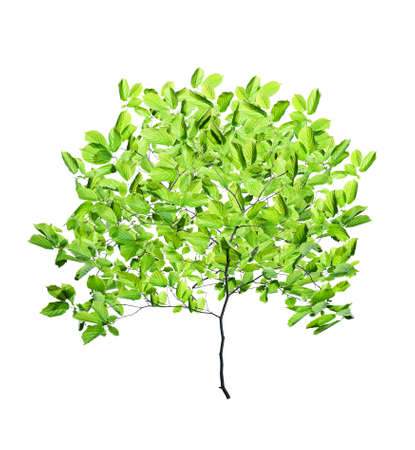 green tree isolated on whiteの写真素材