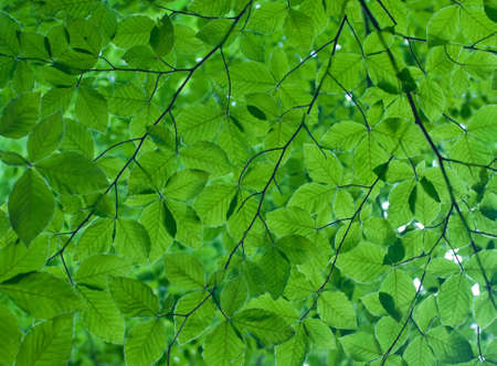 green texture with many leavesの写真素材
