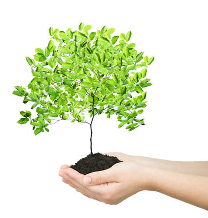 hands holding green plant isolated
の写真素材