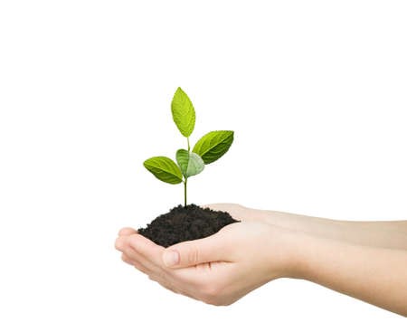 hands holding green plant isolated
の写真素材