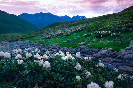 sunrise and flowers in mountains 