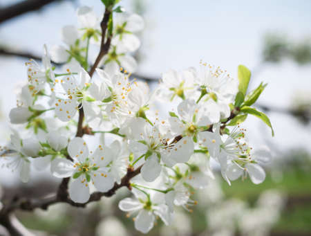 flowering plumの写真素材
