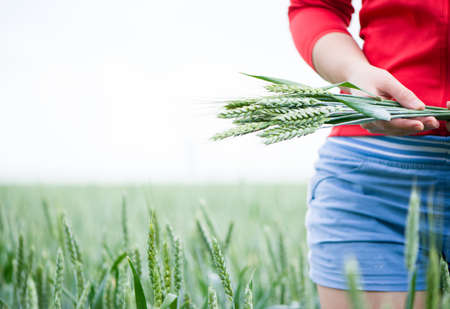 woman with wheat ears in the handsの写真素材