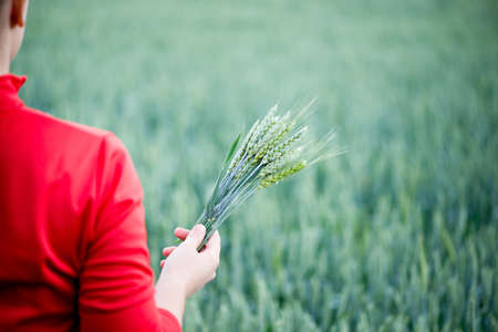 woman with wheat ears in the handsの写真素材