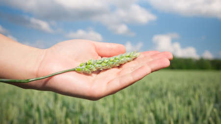 hand with wheat earの写真素材