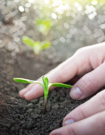 green plants growthの写真素材