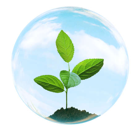 young tree in bubble