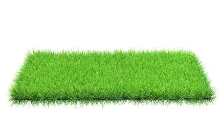grass in field isolatedの写真素材