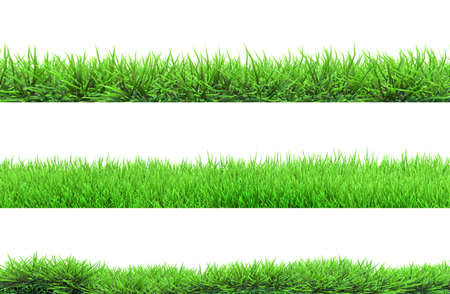 grass isolatedの写真素材
