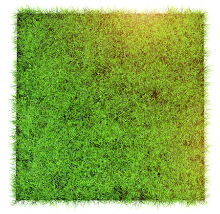 grass in field isolated