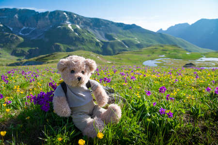 teddy bear hikingの写真素材