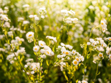 daisy with a lot of flowersの写真素材