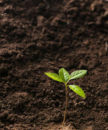 green plant growth