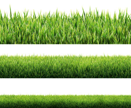 grass isolatedの写真素材
