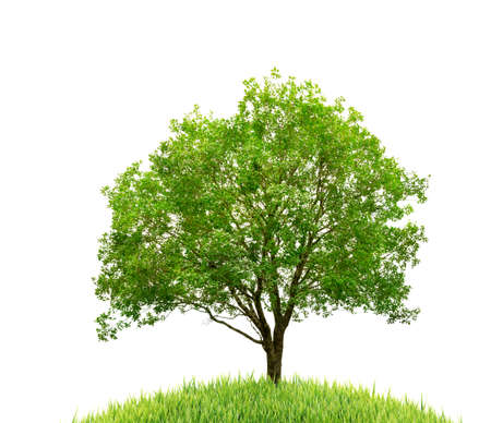 tree and grass isolated on white backgroundの写真素材