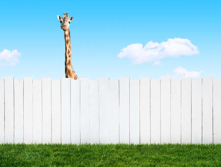 curious neighborの写真素材