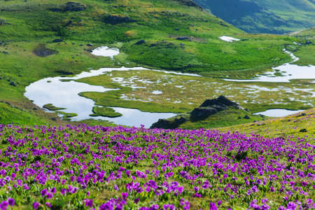 scenery with flowers in mountainsの写真素材