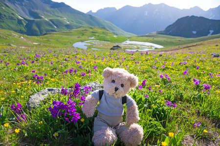 teddy bear hikingの写真素材
