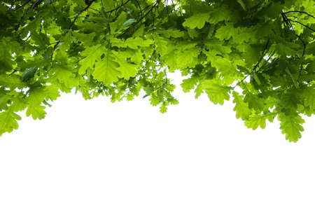 oak tree leaves isolatedの写真素材