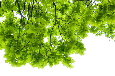 oak tree leaves isolatedの写真素材
