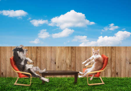 funny cat and dog relaxing at backyardの写真素材