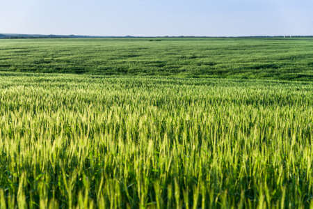 wheat fieldの写真素材