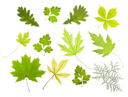 grunge leaves near autumnの写真素材