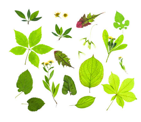 alternative medicine herbsの写真素材