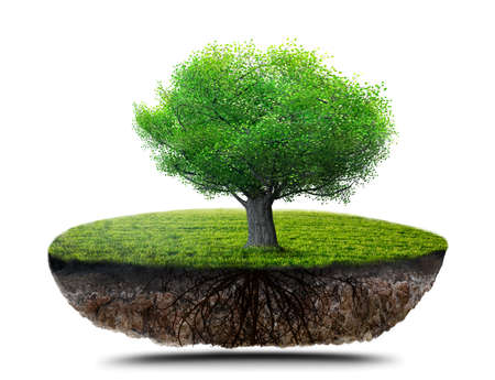 tree with roots の写真素材