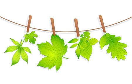 green leaves with clothespin のイラスト素材