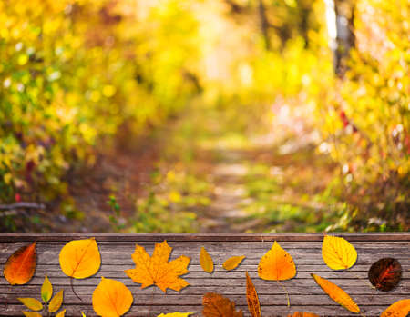 autumn forest backgroundの写真素材