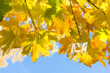 maple leaves in autumnの写真素材