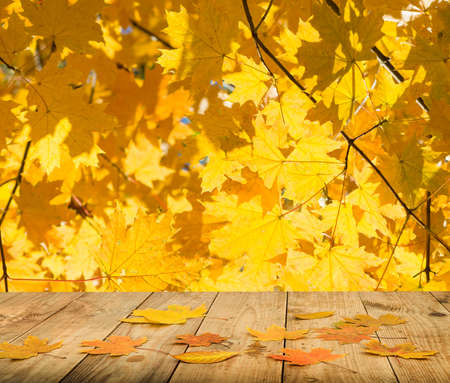 autumn leaves backgroundの写真素材