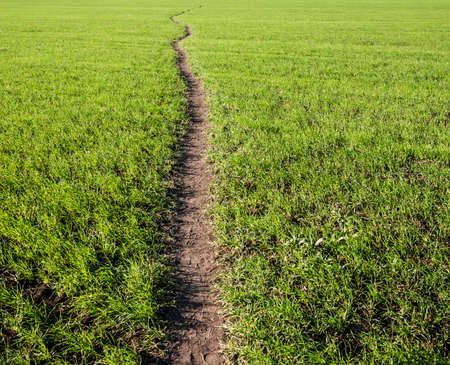 a path in fieldの写真素材